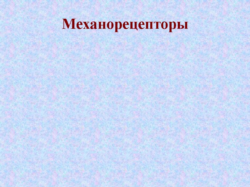 Механорецепторы